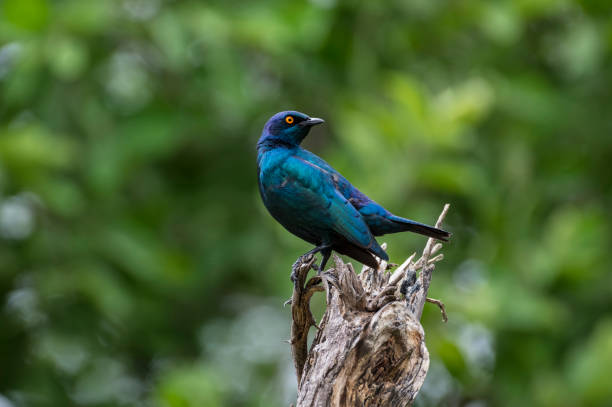 istock Cape Starling Lamprotornis nitens in Zimbabwe 944809014