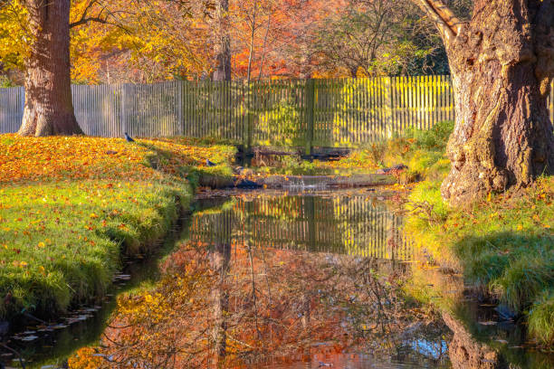 Pond in bushy park with autumn scene in London