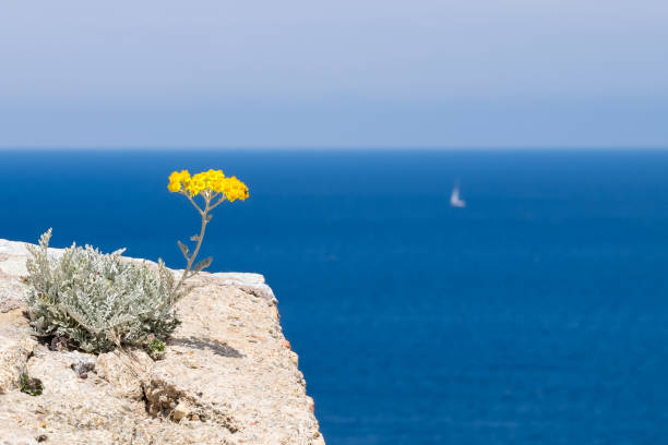 flower before a deep blue sea - wall flower sunny temperate flower imagens e fotografias de stock