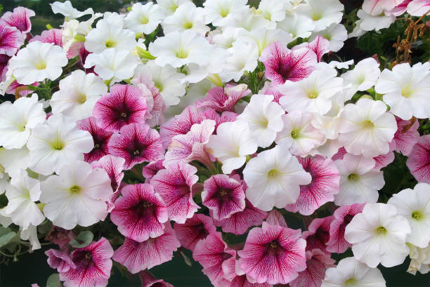 fiori di petunia in giardino - petunia foto e immagini stock