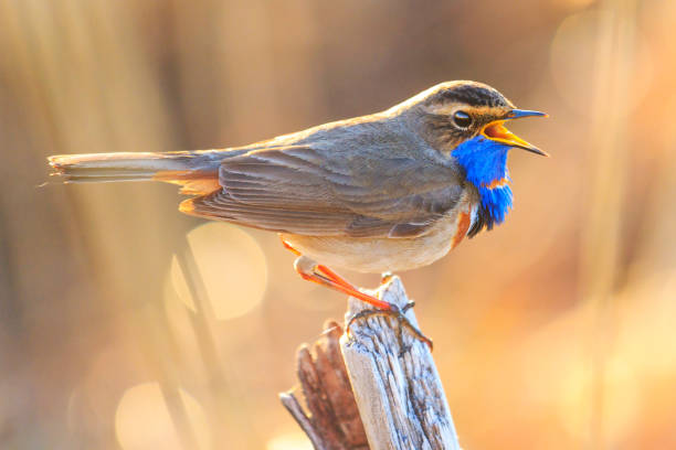 spring bird with blue feathers sings a song , spring 2018, singing bird, wildlife