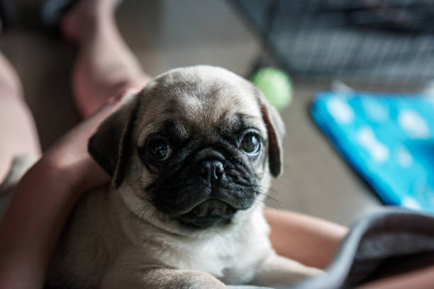 istock Adorable Pug Puppy 944822042