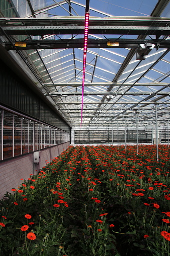 Campo de flores de gerbera en un invernadero en Nieuwerkerk aan den IJssel con luces rojas y púrpuras para hacerles crecer más rápido photo