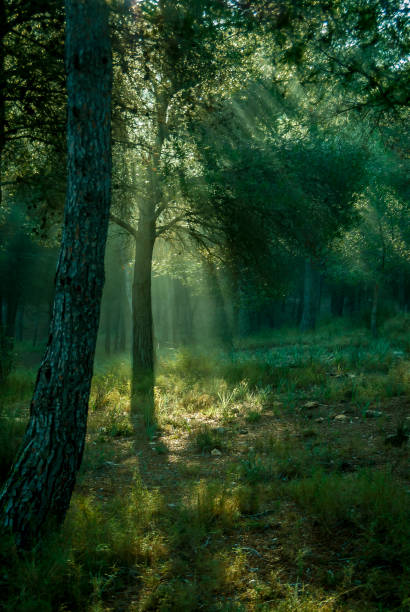 istock Sunrise with sunbeams illuminating the pine forest floor 944823418