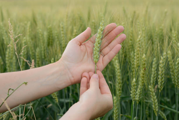 istock A human hand checking ear of wheat on a wheat field 944826964