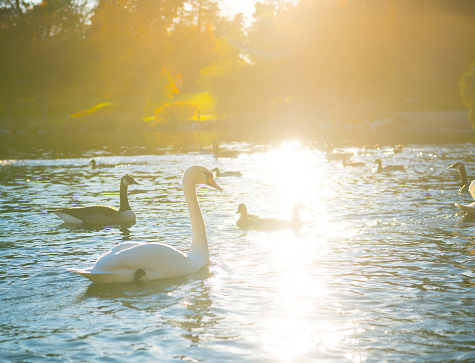 Sunlit swan in bird lake