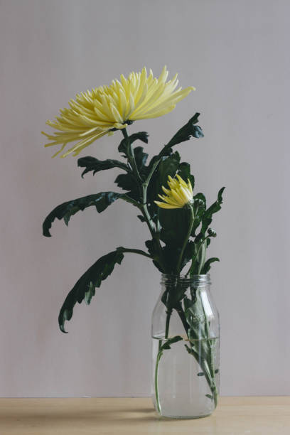 istock Yellow Chrysanthemum flower 944837488