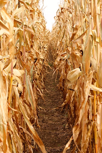 Following the path of a corn maze in upsate New York during the fall