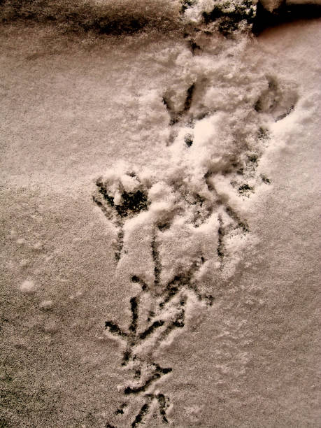 istock Trace of pigeon in the snow 944838046