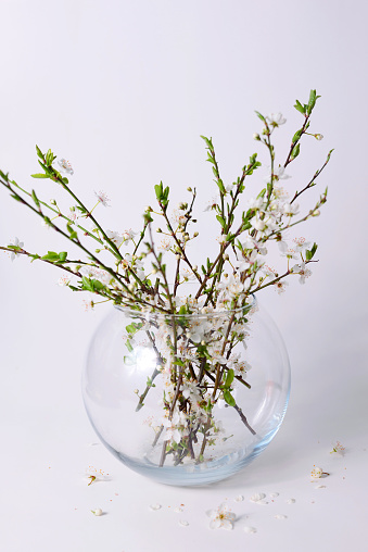 Sprigs with flowers and budding leaves in a glass transparent vase on a white background, concept freshness, spring, awakening, growth