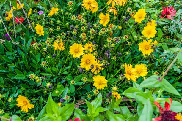 flowers and orchids in spring