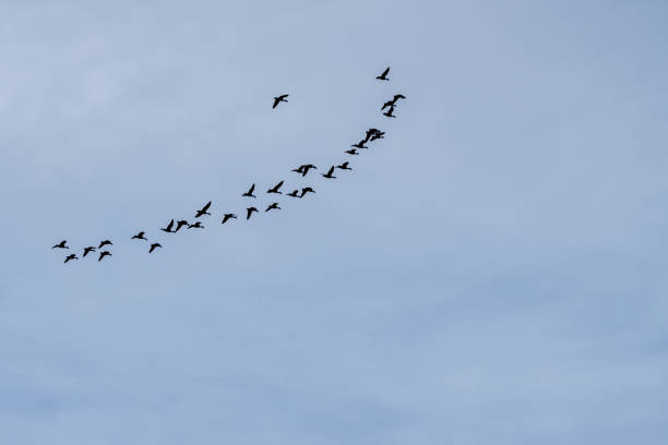 istock flock of ducks  flying in line with blue background. 944840558