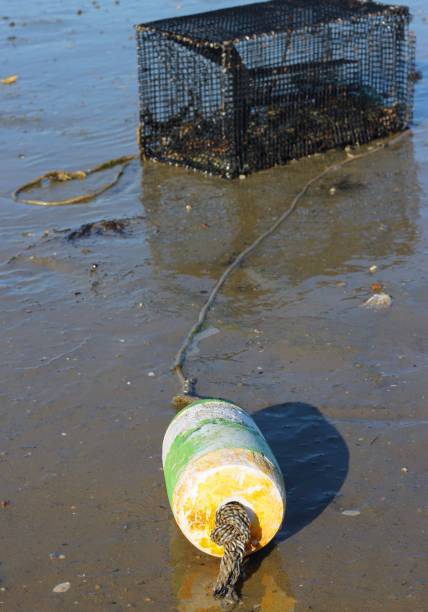 istock Lobster trap on the beach 944840812