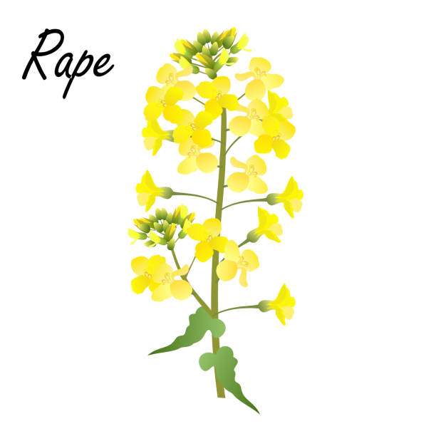 Rapeseed flowers, vector illustration. Rape (Brassica napus, rapeseed, colza, oil seed, canola). Hand drawn realistic vector illustration of rape flowers on white background. brassica rapa stock illustrations