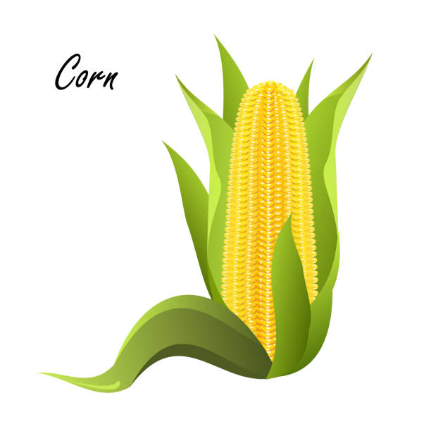 ilustrações de stock, clip art, desenhos animados e ícones de corn cob, vector illustration. - corn on the cob corn corn crop white background