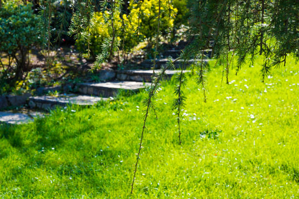 Stone Ladder in garden at springtime
