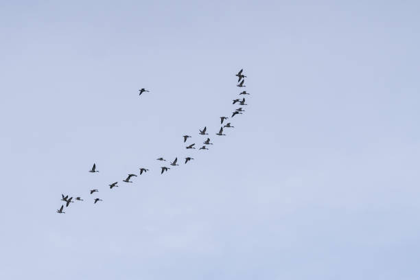 istock flock of ducks  flying in line with blue background. 944847456