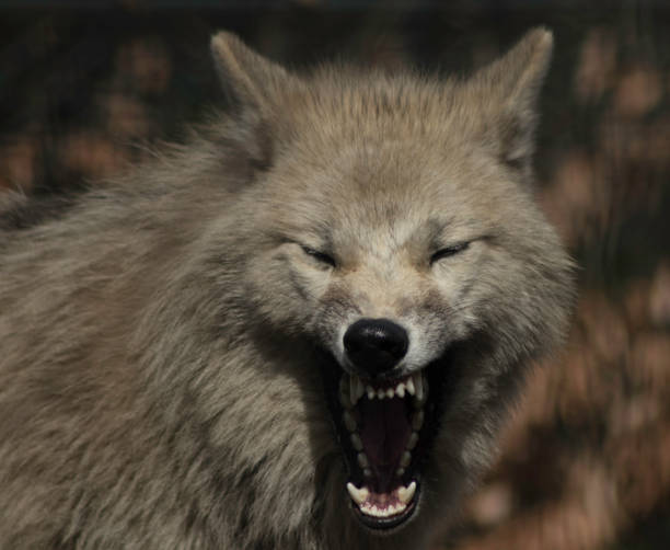istock Wolf in zoo grey and white looking in camera canus lupus. 944847558