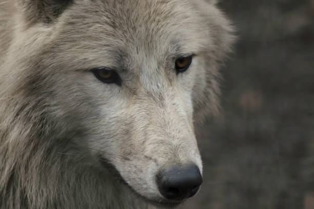istock Wolf in zoo grey and white looking in camera canus lupus. 944851818
