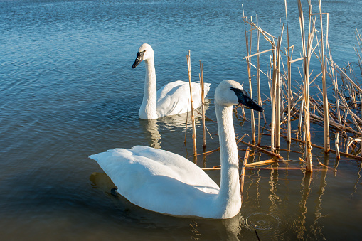 Swans nesting, Marazion, Cornwall, England