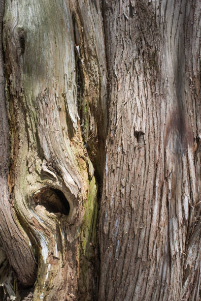 istock Close up of old cedar tree bark background 944852160
