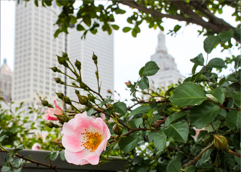 Wild pink rose with blurred skyline of Tulsa Oklahoma behind it