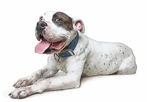 Vector illustration of Cheerful Pit Bull Terrier