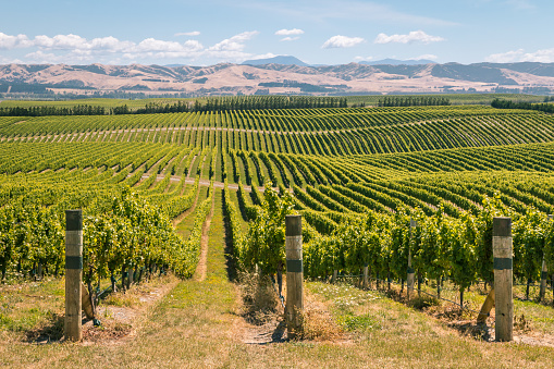 rolling hills with vineyards in Marlborough region, South Island, New Zealand
