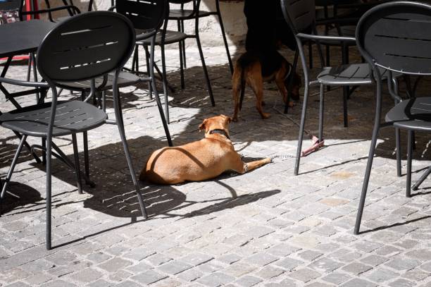 istock Isolated dogs in a Bar near chairs (Spello, Umbria, Italy) 944861270