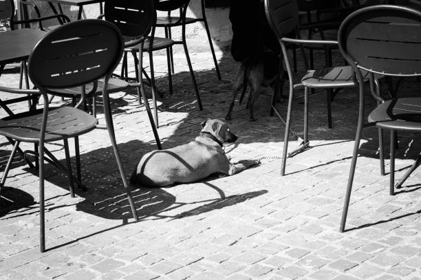 istock Isolated dogs in a Bar near chairs (Spello, Umbria, Italy) 944861294