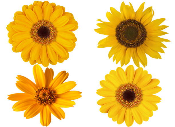 istock yellow flowers on white background for design 944861478