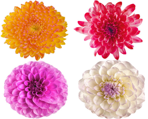 istock pink white and yellow flowers on a white background for design 944861480
