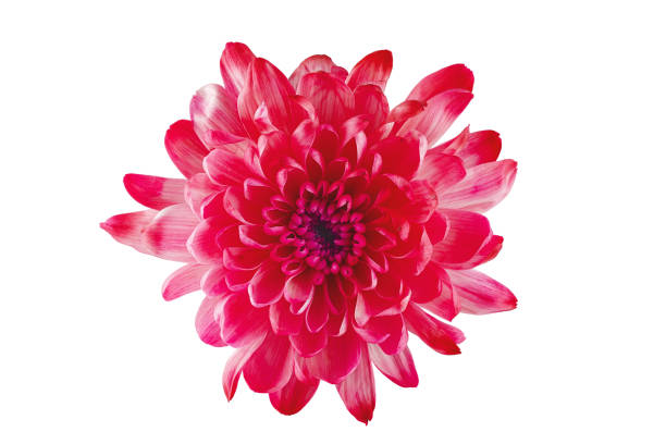 istock blue flower only on a white background 944861510