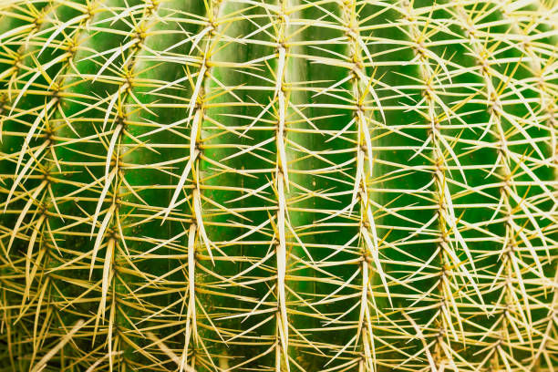 тропическая натуральная зеленая текстура кактуса. абстрактная естественная текстура узора, экзотический колючий фон - cactus spine стоковые фото и изображения