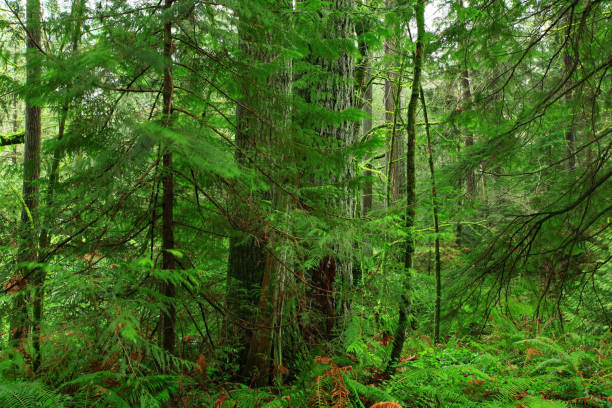 istock Pacific Northwest forest and Douglas fir trees 944867690