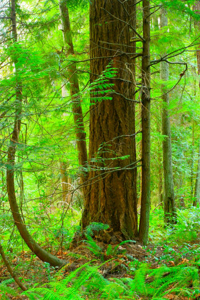 istock Pacific Northwest forest and Douglas fir trees 944867838