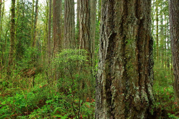 istock Pacific Northwest forest and Douglas fir trees 944867872