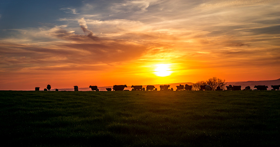 sunsetting over the hills of dorset, UK while the cows graze after there evening milking. UK summer time