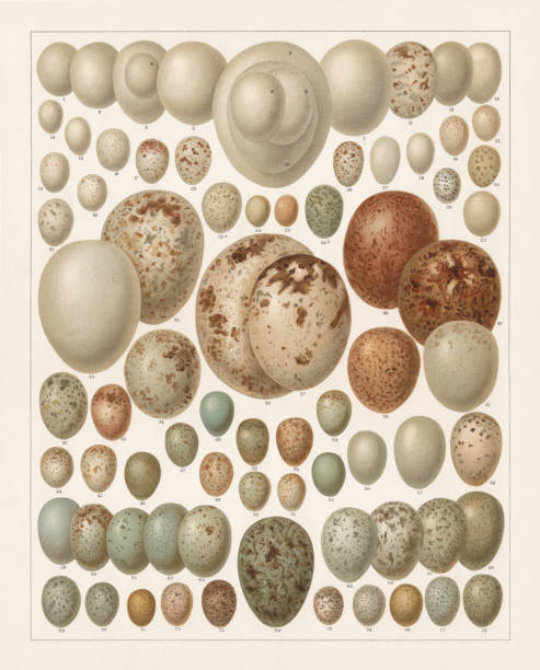 Eggs of European birds, lithograph, published in 1897 Eggs of European birds: 1) Kingfisher; 2) Bee-eater; 3) Black woodpecker; 4) Lesser spotted woodpecker; 5) Roller; 6) Eagle-owl; 7) Long-eared owl; 8) Scops owl; 9) Pygmy owl; 10) Tawny owl; 11) Nightjar; 12) Hoopoe; 13) Swift; 14) Long-tailed tit; 15) Penduline tit; 16) Bearded reedling; 17) Great tit; 18) Marsh tit; 19) Blue tit; 20) Nuthatch; 21) Treecreeper; 22) Wryneck; 23) Wren; 24) Goldcrest; 25) Firecrest; 26) Barn swallow; 27) House martin ; 28) Sand martin; 29) Zilpzalp; 30) Lesser whitethroat; 31) Orphean warbler; 32) Cuckoo; 33) Goshawk; 34) Sparrowhawk; 35) Red kite; 36) Golden eagle; 37) Osprey; 38) Peregrine falcon; 39) Kestrel; 40) Honey buzzard ; 41) Hen harrier; 42) Great grey shrike; 43) Red-backed shrike; 44) Crested tit; 45) Robin; 46) Nightingale; 47) Bluethroat; 48) Dunnock; 49) Spotted flycatcher; 50) Pied flycatcher; 51) Red-breasted flycatcher; 52) Whitethroat; 53) Blackcap; 54) Stonechat; 55) Whinchat; 56) Wheatear; 57) Starling; 58) Golden oriole; 59) Rock thrush; 60) Fieldfare; 61) Song thrush; 62) True thrush; 63) Mistle thrush; 64) Raven; 65) Jackdaw; 66) Alpine chough; 67) Magpie; 68) Jay; 69) Great reed warbler; 70) Reed warbler; 71) Sedge warbler; 72) Tree warbler; 73) Tree pipit; 74) Meadow pipit; 75) Wood warbler; 76) Western yellow wagtail; 77) White wagtail; 78) Skylark. Lithograph, published in 1897 bluethroat stock illustrations