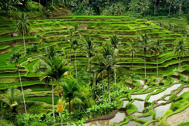 istock Rice terrace in Bali with palm trees between plantation 94487045
