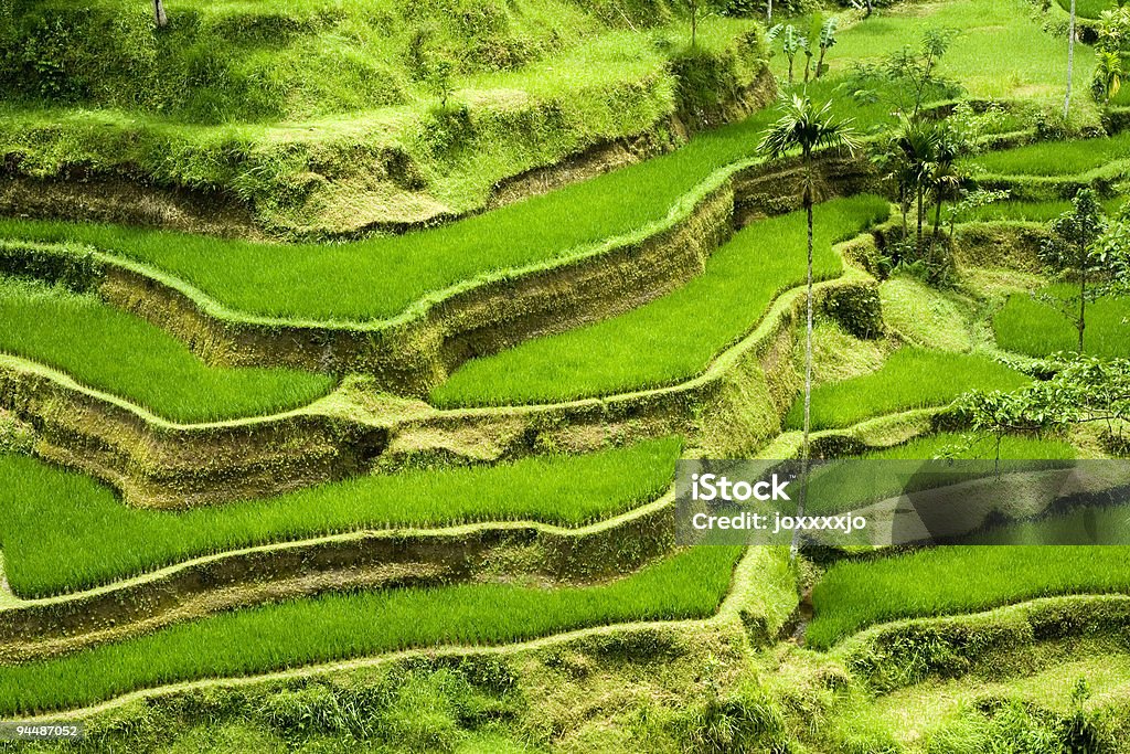 Rice terrace in Bali  Developing Countries Stock Photo