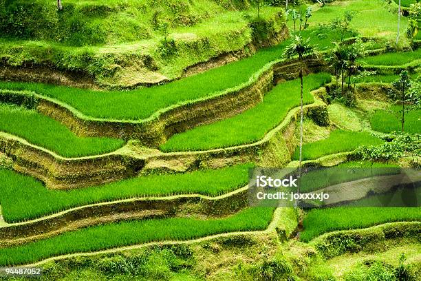 Rice Terrace In Bali Stock Photo - Download Image Now - Developing Countries, Food, Agriculture