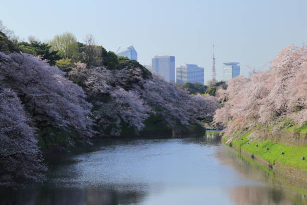 istock Cherry blossoms in Chidori-ga-fuchi 944875078