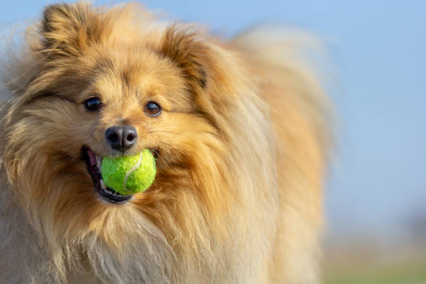 istock a shetland sheepdog plays with a little ball 944875482