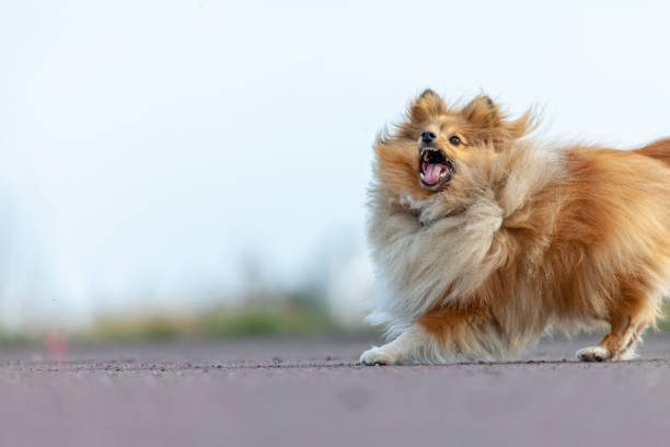 istock a shetland sheepdog plays with a little ball 944875552