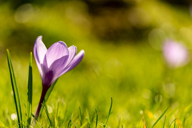 istock Macro photo of pruple blooming crocuses in spring 944875682