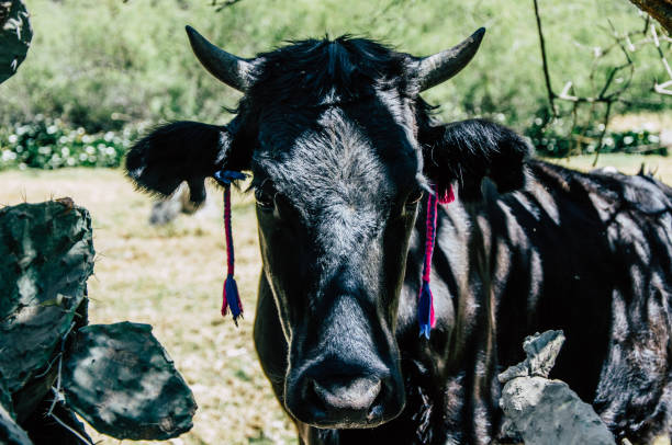 Face of a cow with horns
