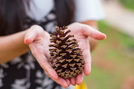 Big pine cone on woman hands