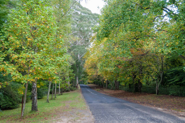 istock Empty countryside road with trees in autumn 944877304