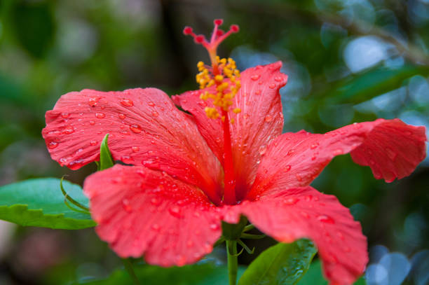 istock Close up of bright red hibiscus flower 944879480